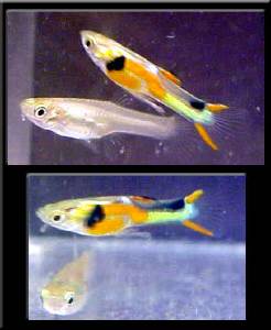 Broken patterned orange chest male with female