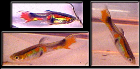 orange tail endler male