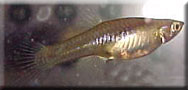 Another female endler