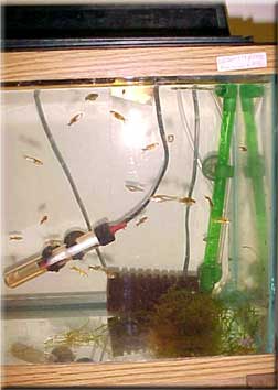 Group of Endlers in a heated aquarium