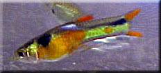 Solid orange chest endler male