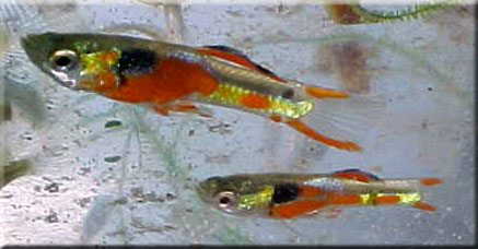 Solid orange male at top of picture