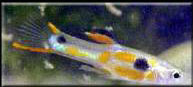 Orange chest endler with broken pattern