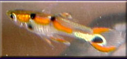 Peacock male endler with single spot