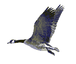 Flying Geese