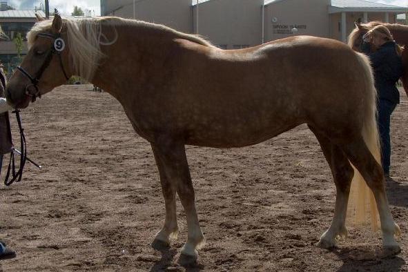  Eevi V.