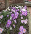 crocus2.jpg (84779 bytes)