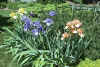 iris2.jpg (111966 bytes)