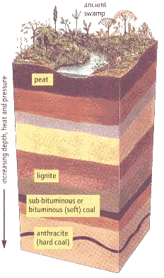 Coal