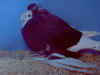 bald hen2.jpg (65095 bytes)