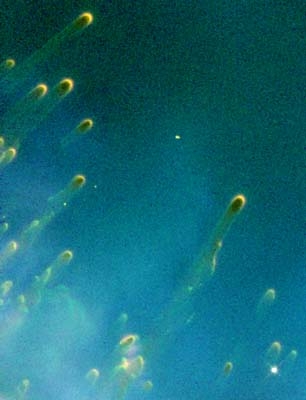 cometary_knots.jpg