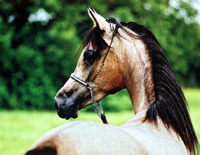 © Kenelm Arabians