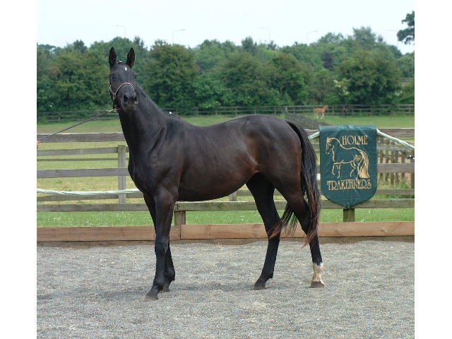 © Holme Trakehners