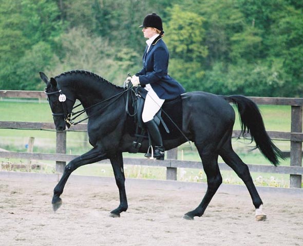 © Holme Trakehners
