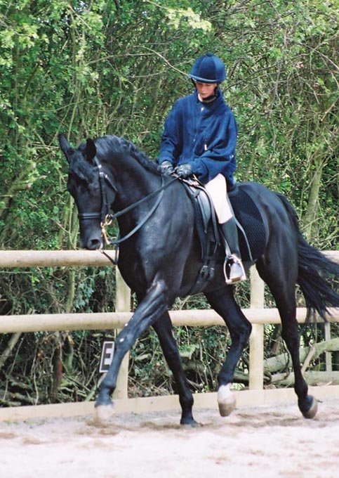 © holme trakehners