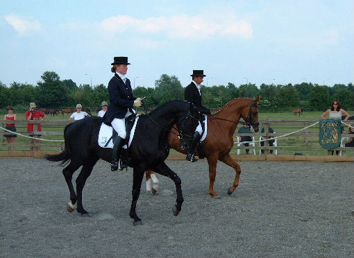 © holme trakehners