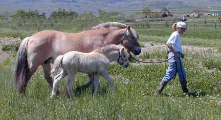 © starfire farm