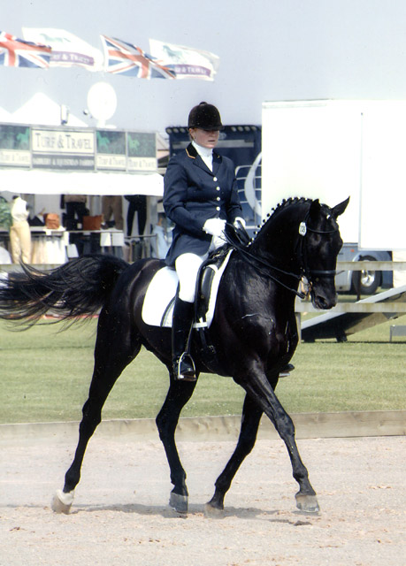 © holme trakehners