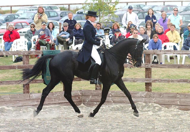 © holme trakehners
