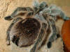 ZOO DA MAIA - TARANTULA