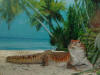 ZOO DA MAIA - IGUANA