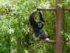ZOO DA MAIA - MACACO