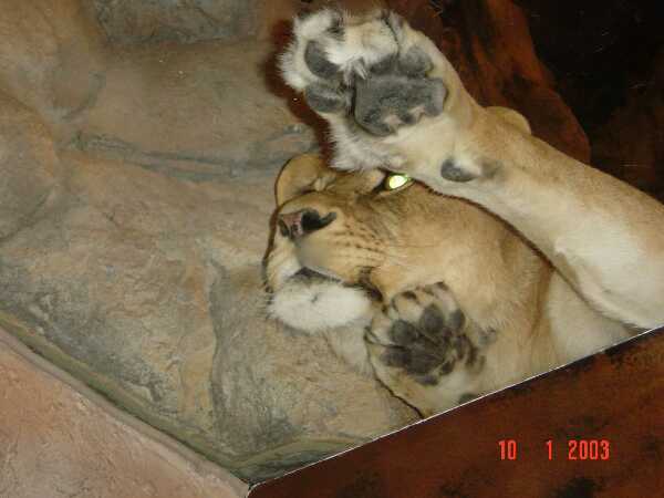 MGM 