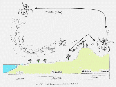 Reproductive cycle of Birgus latro