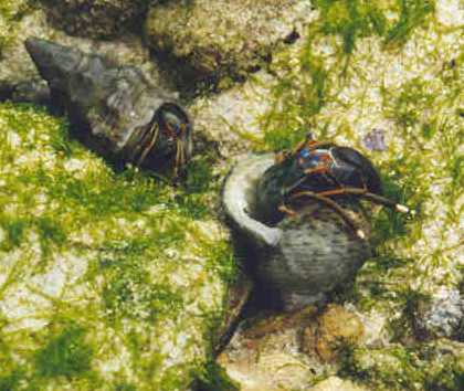 Calcinus laevimanus (Bel Ombre-Mah)