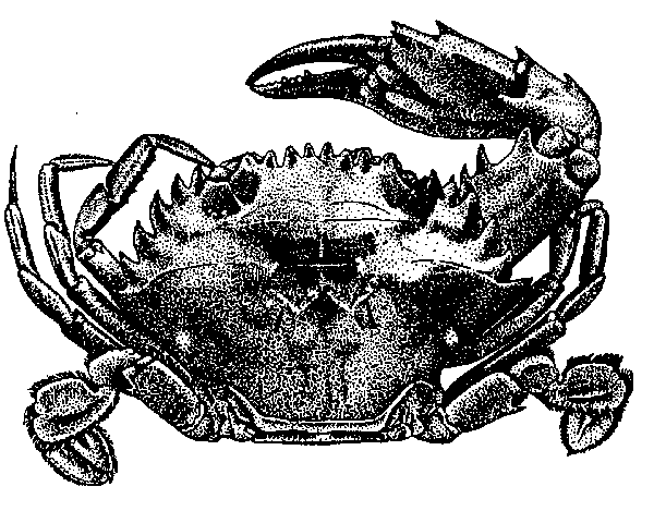 Charybdis helleri
