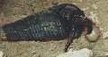Clibanarius
longitarsus