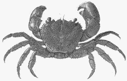 Eriphia