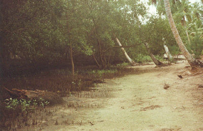 Roots of mangroves (left) at La Digue (L'Union Estate)