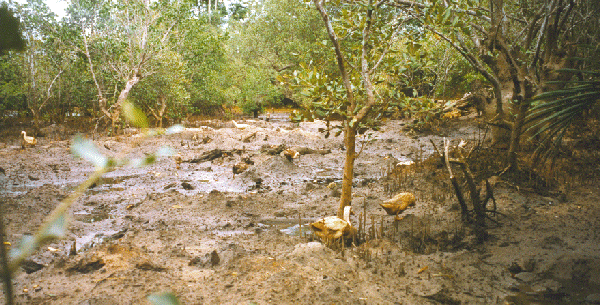 Mangrove on the island of Guimaeras