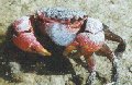Neosarmatium meinerti