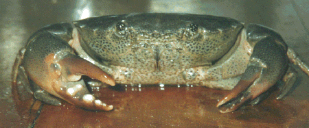 Ozius guttatus