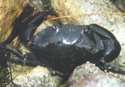 Ozius guttatus