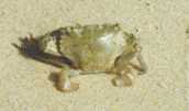 Thalamita crenata