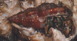 Trizopagurus strigatus