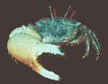 Uca tetragonon