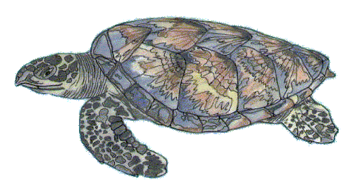 desenho