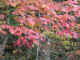 VT23.jpg (85661 �Ӧ줸��)