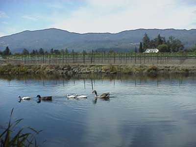 Ducks on the pond