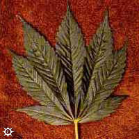 cannabis_indica_afghani.jpg (20083 bytes)