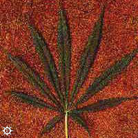cannabis_sativa_oaxacan.jpg (23465 bytes)