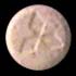 ecstasy2.jpg (1456 bytes)