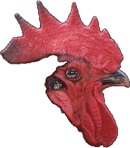 gallito.gif (17123 bytes)