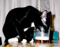 Got Milk??