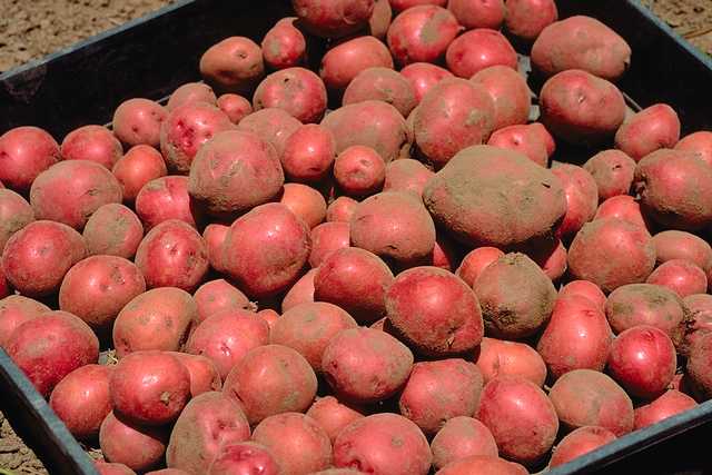 potatoes
