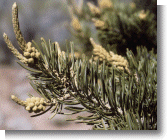 Pinon